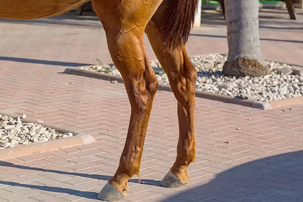 Mặc dù ngựa chủ yếu ngủ đứng để bảo vệ bản thân, việc này còn mang lại lợi ích khác như giảm áp lực lên tim, phổi và nội tạng, đặc biệt là đối với những con ngựa lớn. (Ảnh: AniMac)