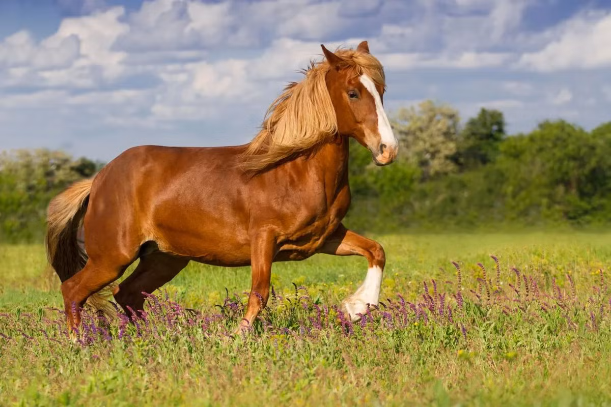 Ngoài ra, ngựa còn giao tiếp qua ngôn ngữ cơ thể và có khả năng ghi nhớ tốt, nhận ra chủ nhân sau nhiều năm xa cách. (Ảnh: Vetster)