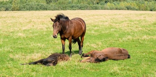 Tuy nhiên, để có giấc ngủ sâu và chất lượng, ngựa vẫn cần nằm xuống một khoảng thời gian ngắn mỗi ngày.(Ảnh: Agria Pet)