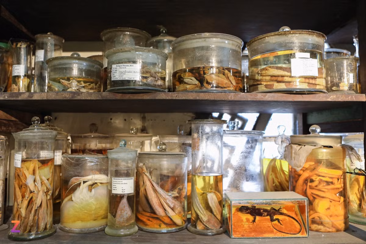 Hàng trăm lọ sinh phẩm với đa dạng các loài động vật được lưu trữ hàng trăm năm qua tại Đại học Tổng hợp.