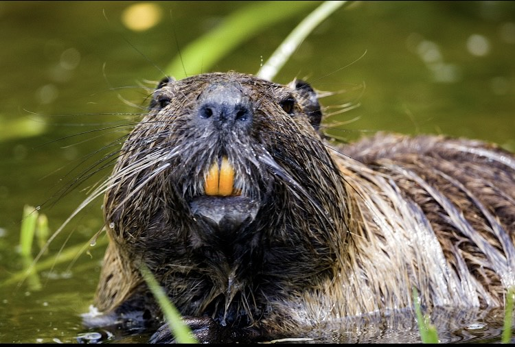 Hải ly có khả năng gặm nhấm thân cây rất mạnh, và việc không xác định được hướng cây đổ có thể là một rủi ro không thể tránh khỏi trong quá trình xây đập.(Ảnh: the post calvin)