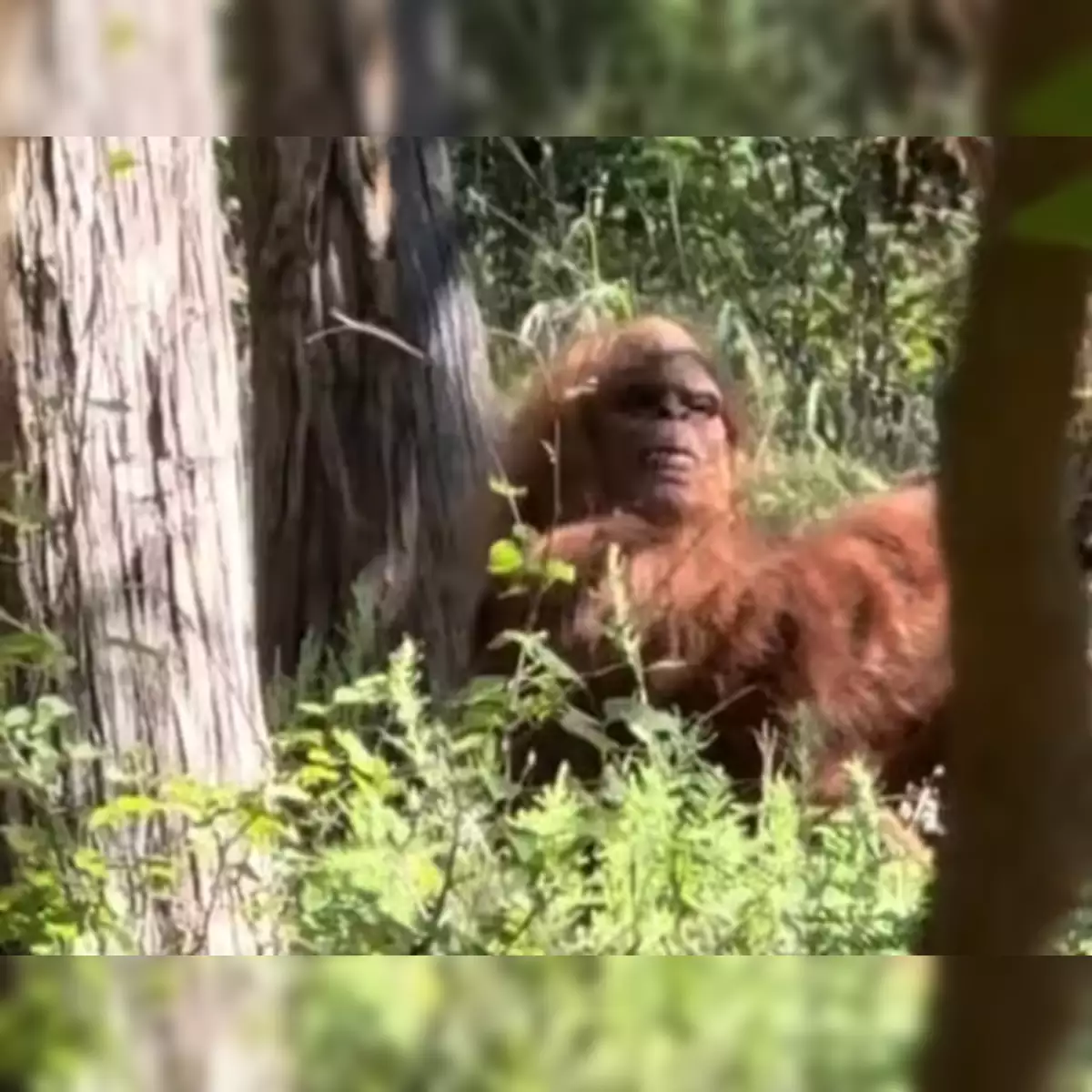 Việc nhìn thấy Bigfoot rất phổ biến ở Mỹ với hơn 10.000 người tuyên bố đã phát hiện sinh vật này trong hơn 50 năm qua. (Ảnh: The Economic Times)