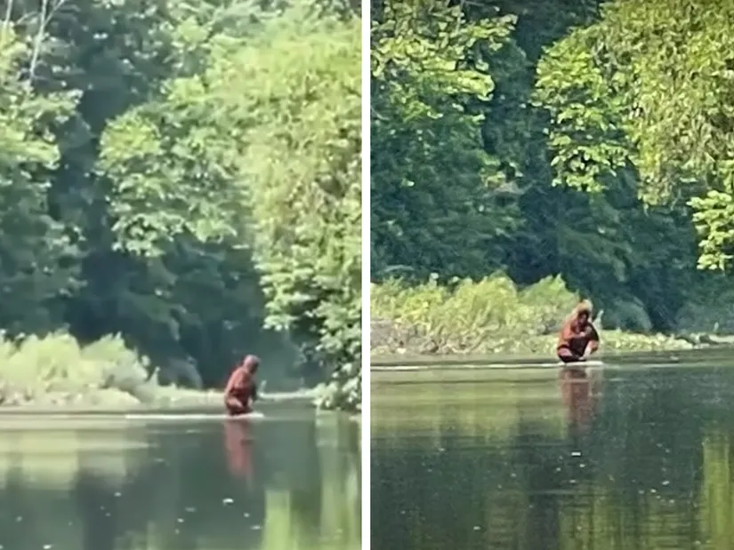 Video quay bằng điện thoại di động đời cũ nên chất lượng không cao, nhưng vẫn thấy được bóng dáng sinh vật. (Ảnh: toofab)