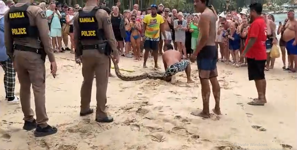 Trăn gấm, loài rắn lớn thường gặp ở Đông Nam Á, có thể sống trong rừng, đầm lầy, kênh rạch và thậm chí trong thành phố. Chúng có khả năng xuất hiện trên bãi biển và là một trong những loài rắn lớn nhất thế giới, có thể ăn thịt người, mèo, chó, chim, chuột và các loài rắn khác.(Ảnh: Người đưa tin)