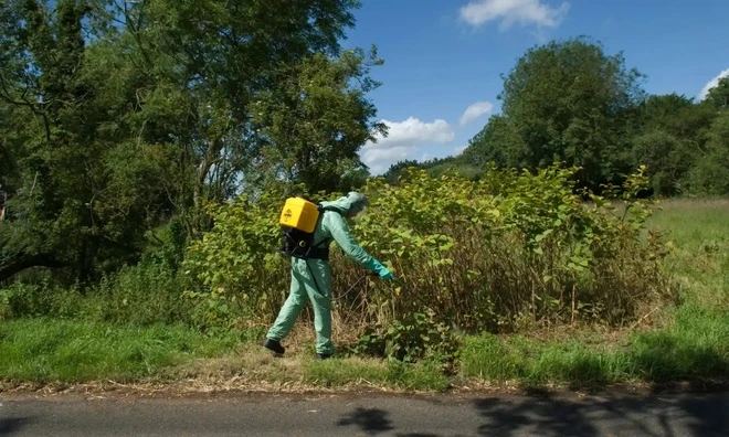 Biến thực vật xâm lấn thành món ăn đặc sản là một phương án xử lý đáng học hỏi.(Ảnh:Znews)