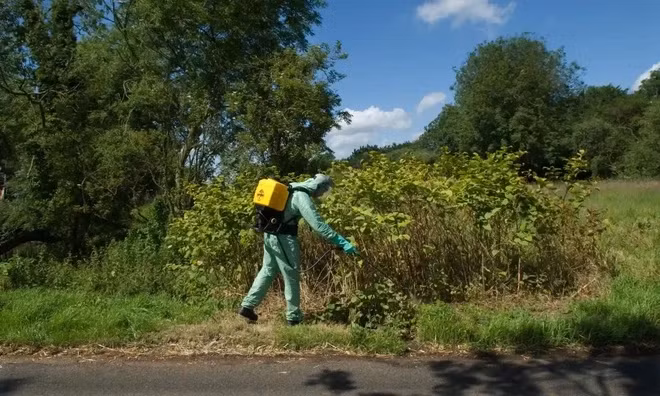 Biến thực vật xâm lấn thành món ăn đặc sản là một phương án xử lý đáng học hỏi.(Ảnh:Znews)