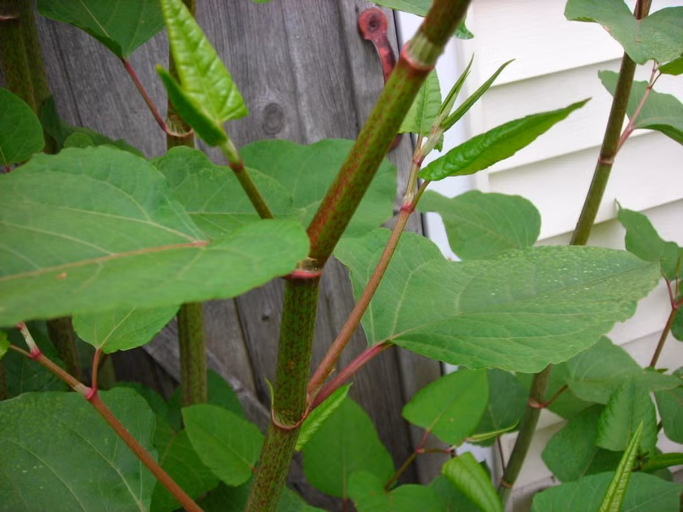 Cốt khí củ còn có tác dụng chữa bệnh như hoạt huyết, thanh nhiệt giải độc, trị ho và bình suyễn.(Ảnh:Cây Cảnh Hải Đăng