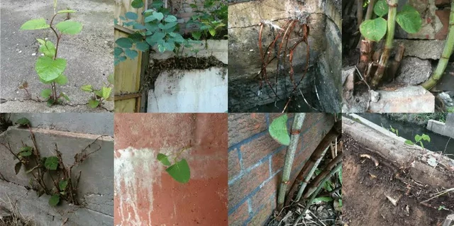 Hệ thống rễ của cây rất sâu và chắc khỏe, có thể xuyên thủng móng nhà và các công trình, gây thiệt hại lên tới hàng tỷ USD. (Ảnh: AECOM)