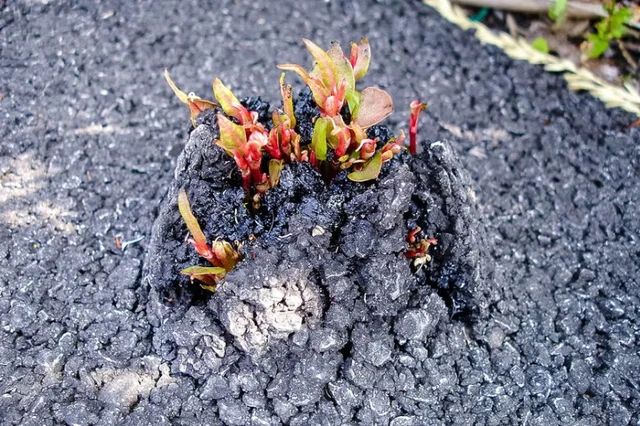 Cây cốt khí củ, có nguồn gốc từ Đông Á, được xem là một loài cây xâm lấn gây thiệt hại nghiêm trọng ở Anh và Mỹ. (Ảnh: Pixabay)