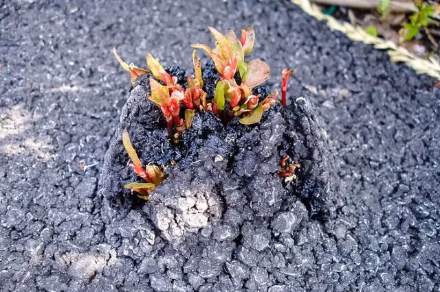 Cây cốt khí củ, có nguồn gốc từ Đông Á, được xem là một loài cây xâm lấn gây thiệt hại nghiêm trọng ở Anh và Mỹ. (Ảnh: Pixabay)