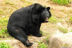 Chúng có bộ lông đen tuyền với yếm hình chữ V màu vàng nhạt hoặc trắng bẩn trên ngực. (Ảnh:iNaturalist)