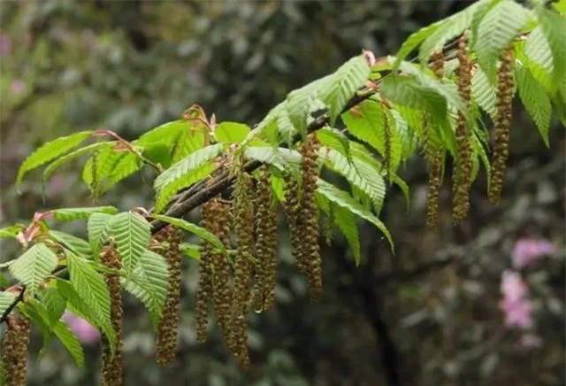 Tại chùa Putuo, nơi duy nhất trên thế giới có thể tìm thấy cây trăn Phổ Đà, cây được canh gác nghiêm ngặt 24/24 để bảo vệ khỏi bất kỳ sự xâm hại nào.(Ảnh: DNVN)