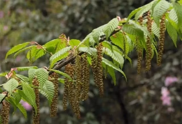Tại chùa Putuo, nơi duy nhất trên thế giới có thể tìm thấy cây trăn Phổ Đà, cây được canh gác nghiêm ngặt 24/24 để bảo vệ khỏi bất kỳ sự xâm hại nào.(Ảnh: DNVN)