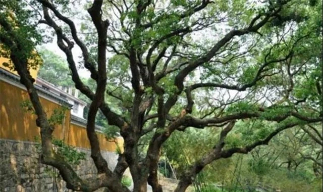 Cây trăn Phổ Đà được phát hiện lần đầu vào năm 1930 bởi một giáo sư thực vật học. Sự hiếm có của loài cây này khiến nó trở thành một trong những mục tiêu bảo tồn hàng đầu tại Trung Quốc. Năm 1999, cây trăn Phổ Đà được xếp vào danh sách thực vật hoang dã được bảo vệ cấp quốc gia và được coi là một loài thực vật cực kỳ nguy cấp. (Ảnh: DNVN)