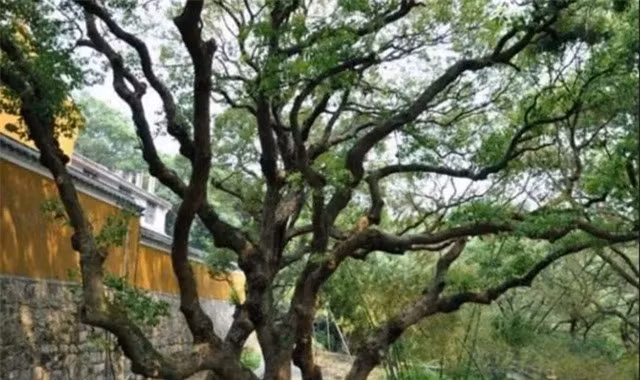 Cây trăn Phổ Đà được phát hiện lần đầu vào năm 1930 bởi một giáo sư thực vật học. Sự hiếm có của loài cây này khiến nó trở thành một trong những mục tiêu bảo tồn hàng đầu tại Trung Quốc. Năm 1999, cây trăn Phổ Đà được xếp vào danh sách thực vật hoang dã được bảo vệ cấp quốc gia và được coi là một loài thực vật cực kỳ nguy cấp. (Ảnh: DNVN)