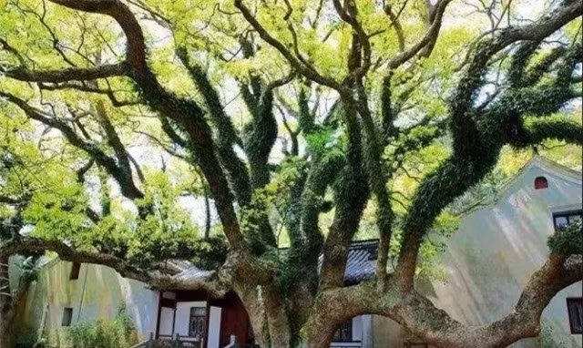 Trong số những loài thực vật có nguy cơ tuyệt chủng trên Trái Đất, cây trăn Phổ Đà nổi bật như một báu vật thiên nhiên độc nhất vô nhị. Hiện chỉ được tìm thấy tại Chiết Giang, Trung Quốc, loài cây này không chỉ mang vẻ đẹp ma mị, bí ẩn, mà còn thu hút sự hiếu kỳ của nhiều người ưa khám phá thực vật trên khắp thế giới. (Ảnh: DNVN)