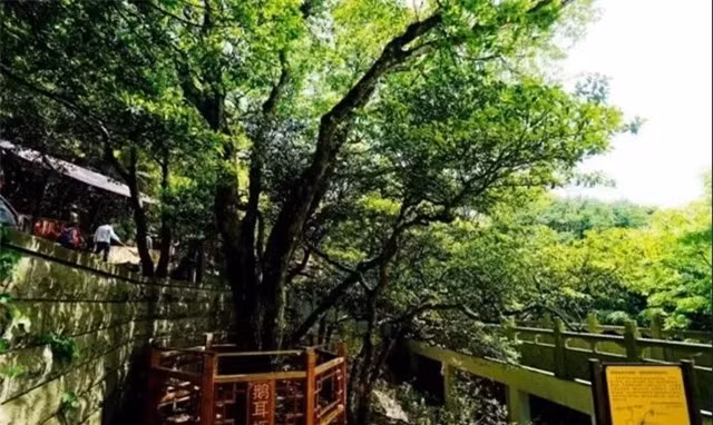 Cây trăn Phổ Đà, với vẻ đẹp và giá trị độc nhất vô nhị, xứng đáng được bảo vệ và tôn vinh như một báu vật của thiên nhiên.(Ảnh: DNVN)