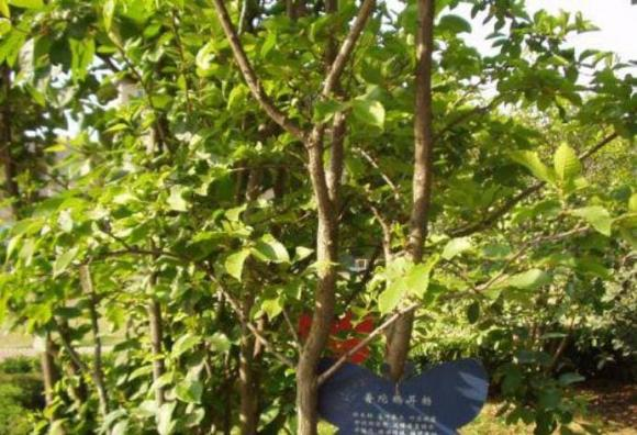 Cây trăn Phổ Đà sinh trưởng trong môi trường đặc biệt, thường sống ở những vùng núi có nhiều mây và sương mù, với độ ẩm cao và khí hậu biển ảnh hưởng rõ rệt. Điều này tạo nên vẻ đẹp riêng biệt và ma mị cho loài cây này, với hình dáng và màu sắc độc đáo, thu hút mọi ánh nhìn.(Ảnh: Thương Hiệu và Pháp Luật)