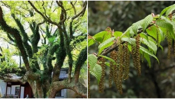 Tuy nhiên, khả năng sinh sản của cây trăn Phổ Đà rất chậm, phải mất hơn chục năm để phát triển từ cây con thành cây trưởng thành. Điều này khiến loài cây này dễ bị ảnh hưởng bởi các yếu tố môi trường và cần được bảo vệ cẩn thận.(Ảnh: Techz)