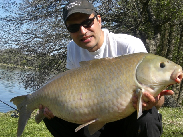 Theo tiến sĩ Alec Lackmann và nhóm nghiên cứu, cá trâu già ít bị căng thẳng hơn và có khả năng chống lại vi khuẩn tốt hơn. Họ cũng phát hiện rằng tỷ lệ bạch cầu hạt trung tính và tế bào lympho trong máu của chúng thấp, cho thấy mức độ căng thẳng thấp.(Ảnh:Big Fishes of the World)