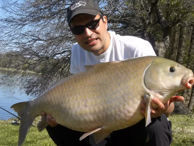 Theo tiến sĩ Alec Lackmann và nhóm nghiên cứu, cá trâu già ít bị căng thẳng hơn và có khả năng chống lại vi khuẩn tốt hơn. Họ cũng phát hiện rằng tỷ lệ bạch cầu hạt trung tính và tế bào lympho trong máu của chúng thấp, cho thấy mức độ căng thẳng thấp.(Ảnh:Big Fishes of the World)