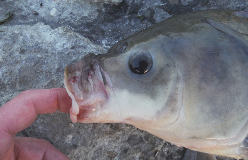 Một trong những điểm đáng chú ý về loài cá trâu này là khả năng thích ứng với môi trường khắc nghiệt và sức đề kháng vượt trội khi bước vào tuổi già. (Ảnh:Arizona Fishing)