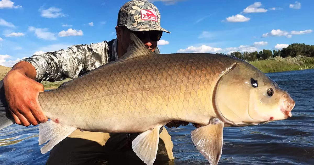 Với sức đề kháng mạnh mẽ và khả năng sống lâu trong môi trường khắc nghiệt, loài cá này thực sự là một điều đặc biệt giữa lòng sa mạc.(Ảnh:The Fishing Wire)