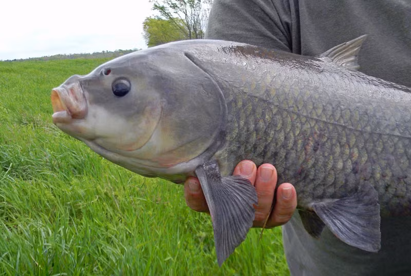 Nhóm nghiên cứu đã sử dụng phương pháp phân tích otoliths - những “sỏi tai” nằm bên trong hộp sọ cá - để xác định tuổi của chúng. Kết quả cho thấy, nhiều con cá trâu đầu tiên được thả vào hồ Apache từ năm 1918 đến nay vẫn còn sống, và tuổi đời của chúng đã vượt qua mốc 100 năm.(Ảnh:Arizona Fishing)