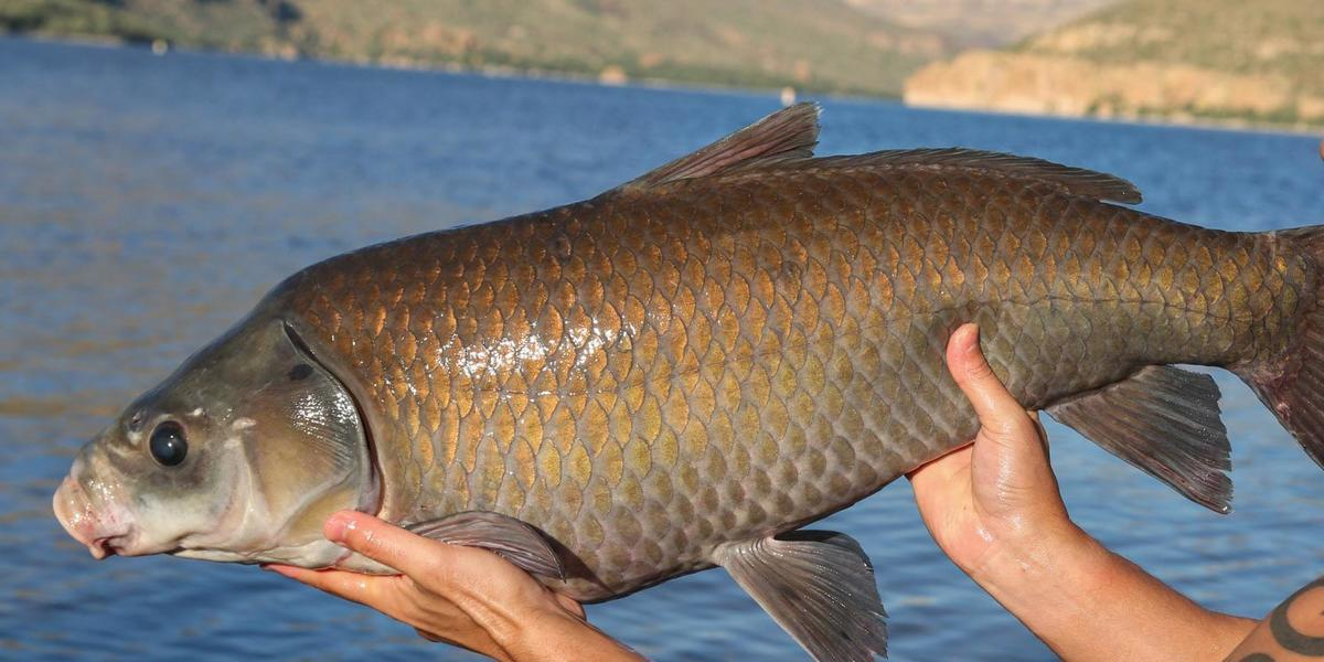 Trong cái nóng khắc nghiệt của sa mạc Arizona, Mỹ, tồn tại một loài cá đặc biệt có thể sống trên 100 năm, vượt xa mọi giới hạn về tuổi thọ của các loài cá nước ngọt. Bí ẩn về loài cá trâu (Ictiobus) này đã khiến giới khoa học phải kinh ngạc và đặt ra nhiều câu hỏi về khả năng thích ứng và trường thọ của chúng. (Ảnh:University of Minnesota)