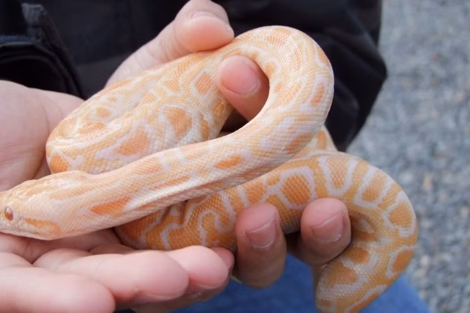 Qua thời gian, việc không có rắn đã trở thành danh tiếng của Ireland, dẫn đến việc nhiều người mua rắn về làm vật nuôi. Tuy nhiên, rắn không thể thích nghi hoàn toàn với môi trường này.(Ảnh: The Irish Independent)