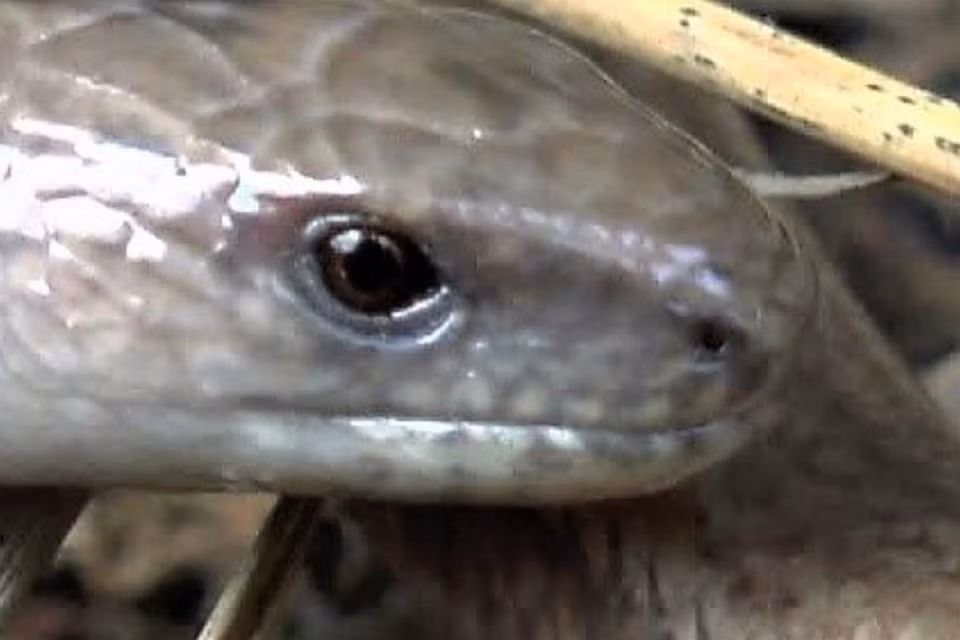 Điều đặc biệt là các loài bò sát khác vẫn tồn tại và phát triển bình thường tại đây.(Ảnh: The Irish Independent)