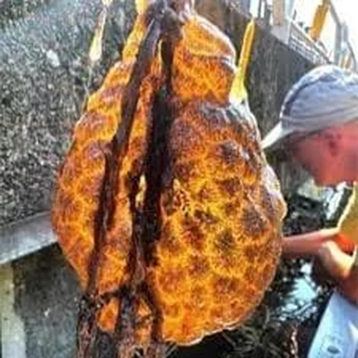 Ban đầu, người đàn ông rất hoang mang, tưởng rằng đây là một sinh vật lạ từ hành tinh khác. (Ảnh: DNVN)