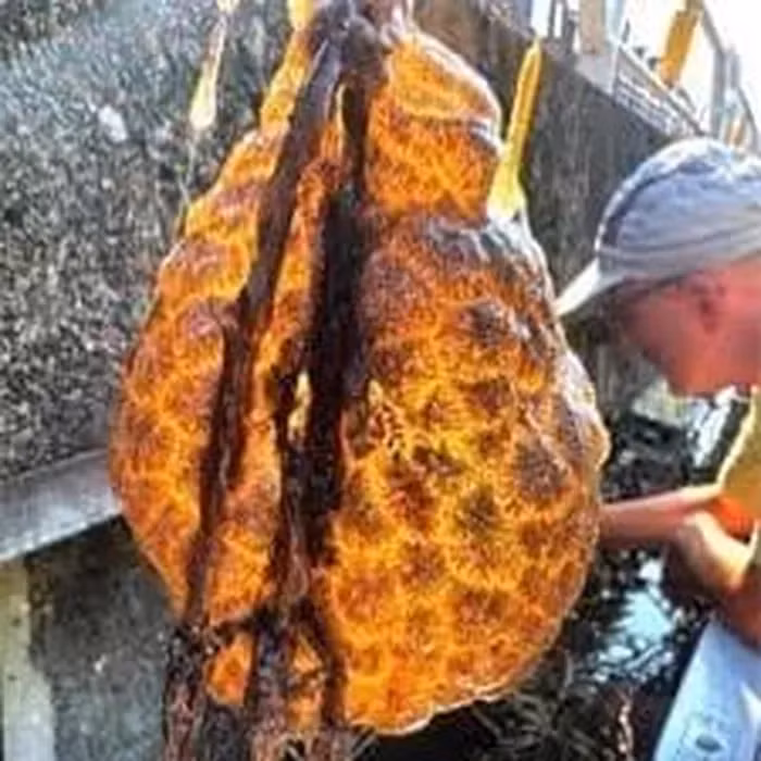 Ban đầu, người đàn ông rất hoang mang, tưởng rằng đây là một sinh vật lạ từ hành tinh khác. (Ảnh: DNVN)