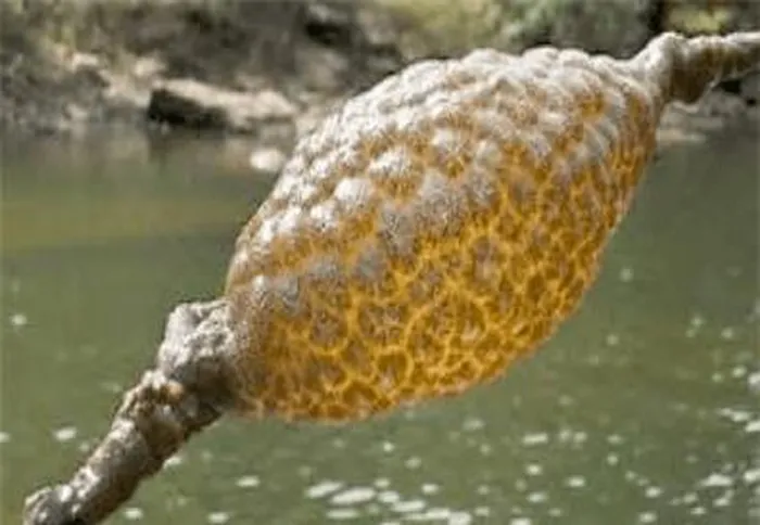 Các nhà khoa học sau đó xác nhận đó là một đàn Bryozoans, nhóm sinh vật lưỡng tính thuộc bộ rêu.(Ảnh: DNVN)