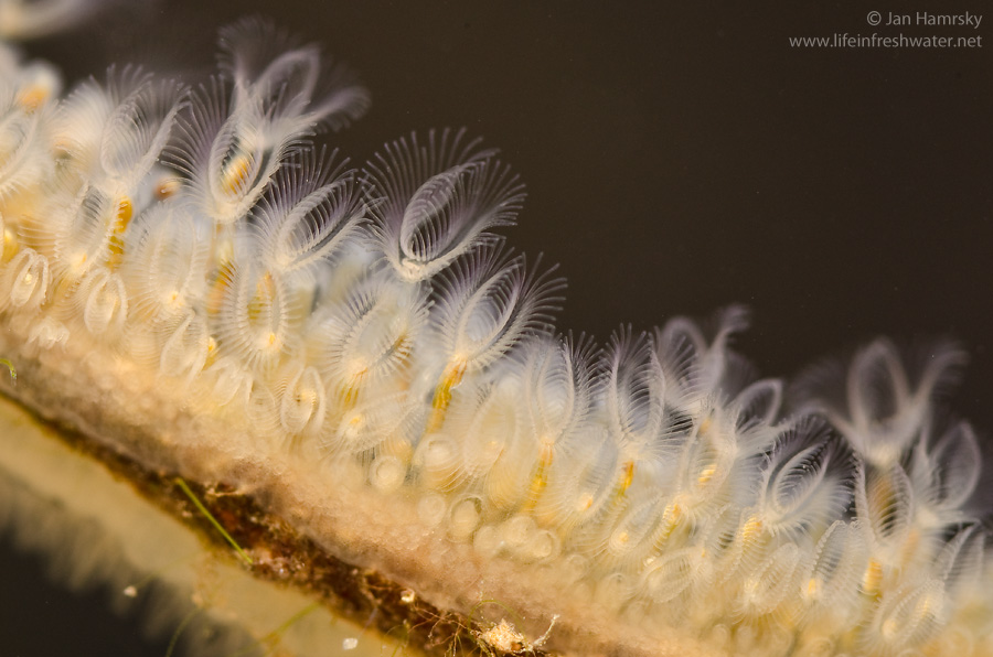 Chúng có khả năng tiết ra canxi cacbonat, tạo thành bộ xương cứng bao bọc cơ thể, giúp bảo vệ và tạo ra các cấu trúc phức tạp. (Ảnh: LIFE IN FRESHWATER)