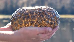 Mỗi cá thể rất nhỏ, chỉ vài milimet, và có vòng tua xung quanh miệng để lọc thức ăn. (Ảnh: Earth Life)