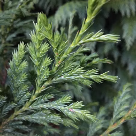 Bách vàng Việt Nam đã được Sách Đỏ của Liên minh Bảo tồn Thiên nhiên Quốc tế (IUCN) xếp hạng bị đe dọa tuyệt chủng hoàn toàn trong tự nhiên (EN). Mối đe dọa chính đến từ việc khai thác gỗ bừa bãi. Gỗ của loài cây này được săn đón để làm nhà, vật phẩm phong thủy và đồ mỹ nghệ, dẫn đến sự suy giảm nghiêm trọng số lượng cây lớn đang phát triển tốt.(Ảnh: A l'ombre des figuiers)