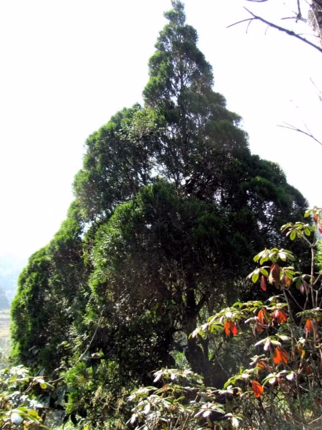 Bách vàng Việt Nam lần đầu tiên được phát hiện tại dãy núi Bát Đại Sơn, huyện Quản Bạ, tỉnh Hà Giang vào năm 1999. Ngoài Hà Giang, các quần thể nhỏ cũng được tìm thấy tại Cao Bằng và Tuyên Quang. Đặc biệt, vào tháng 4/2012, một cây duy nhất đã được báo cáo từ Khu Bảo tồn thiên nhiên Mulun ở tỉnh Quảng Tây, Trung Quốc. Điều này càng nhấn mạnh sự hiếm hoi và quý giá của loài cây này.(Ảnh: ResearchGate)