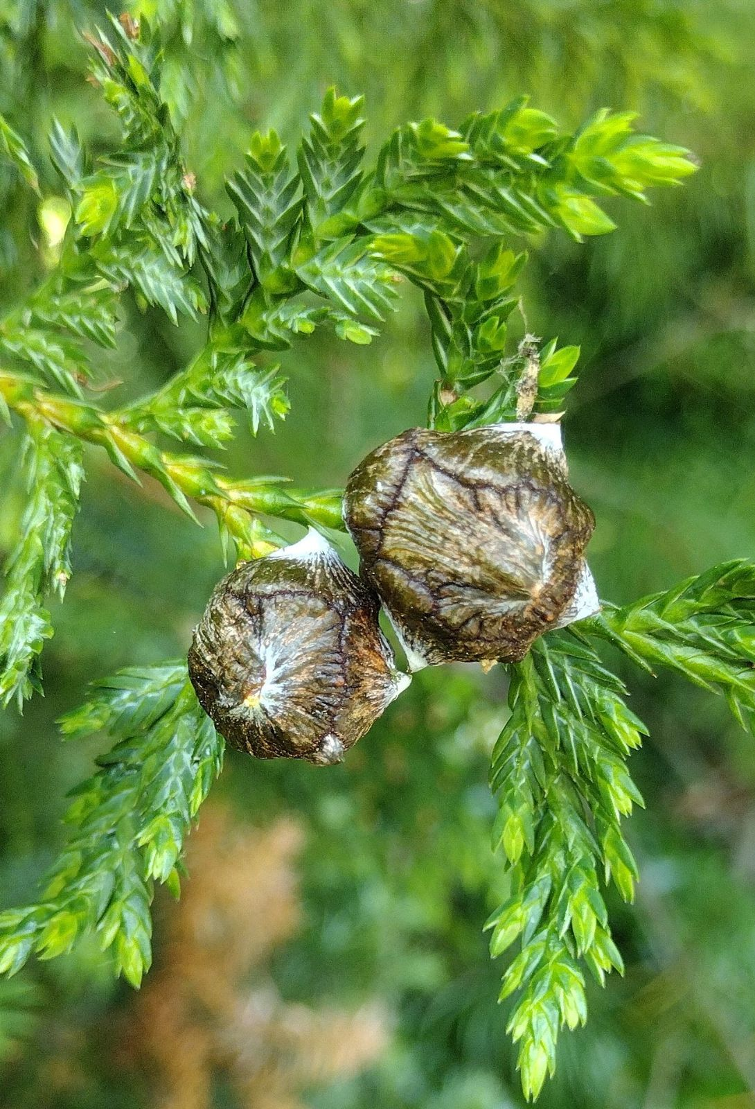 Bách vàng Việt Nam không chỉ là một loài cây quý hiếm, mà còn là biểu tượng của sự kiên cường và vẻ đẹp thiên nhiên. Nỗ lực bảo vệ loài cây này không chỉ giúp duy trì đa dạng sinh học mà còn bảo vệ di sản thiên nhiên cho các thế hệ tương lai. (Ảnh: Trees and Shrubs Online)