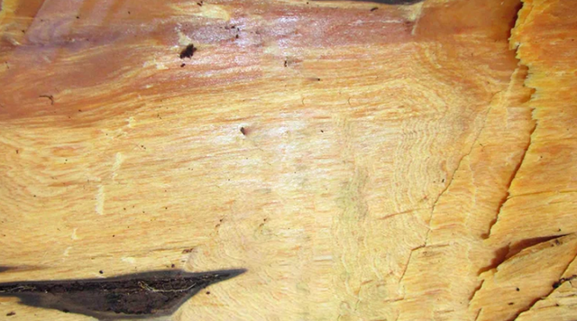 Ngoài ra, việc mất môi trường sống do phá rừng cũng là một nguyên nhân quan trọng. Sự phát triển của cơ sở hạ tầng và mở rộng nông nghiệp đã làm giảm diện tích rừng, nơi bách vàng sinh sống.(Ảnh: Đời sống pháp luật)