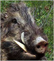 Hầu hết các cuộc tấn công xảy ra ở các vùng nông thôn trong những tháng mùa đông trong các bối cảnh đàn lợn không bị đe dọa săn bắn.(Ảnh: Sage Journals)