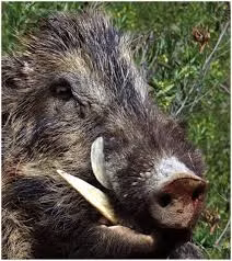 Hầu hết các cuộc tấn công xảy ra ở các vùng nông thôn trong những tháng mùa đông trong các bối cảnh đàn lợn không bị đe dọa săn bắn.(Ảnh: Sage Journals)