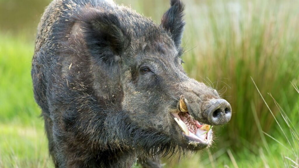 Các cuộc tấn công heo rừng trên người đã được ghi nhận từ thời kỳ đồ đá, với một trong những mô tả lâu đời nhất là một bức tranh hang động ở Bhimbetaka, Ấn Độ. (Ảnh: AttackHumans)