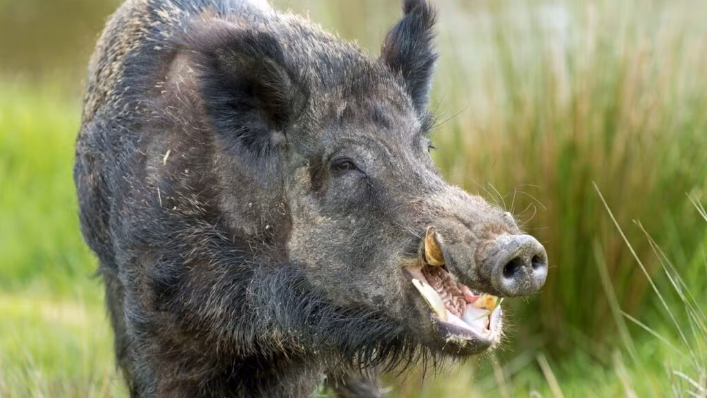 Các cuộc tấn công heo rừng trên người đã được ghi nhận từ thời kỳ đồ đá, với một trong những mô tả lâu đời nhất là một bức tranh hang động ở Bhimbetaka, Ấn Độ. (Ảnh: AttackHumans)