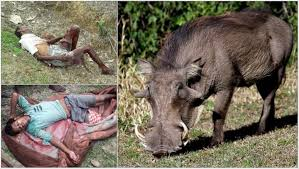 Khi cuộc tấn công ban đầu kết thúc, heo rừng có thể lùi lại và bỏ đi nhưng sẽ tấn công lần nữa nếu thấy nạn nhân vẫn đang cử động, chỉ kết thúc khi nạn nhân hoàn toàn bất động.(Ảnh: Barak Bulletin)