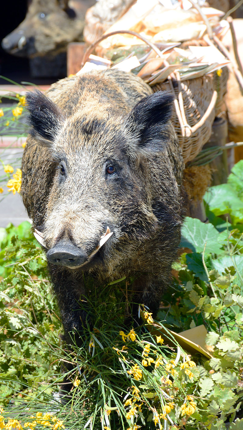 Người La Mã và người Hy Lạp cổ đại đã viết về những cuộc tấn công này (Odysseus bị một con lợn bị thương tấn công, và Adonis bị giết bởi một con). (Ảnh: wikipedia)