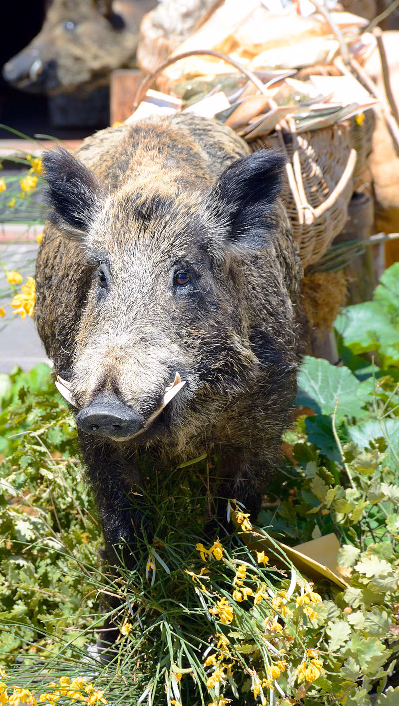 Người La Mã và người Hy Lạp cổ đại đã viết về những cuộc tấn công này (Odysseus bị một con lợn bị thương tấn công, và Adonis bị giết bởi một con). (Ảnh: wikipedia)
