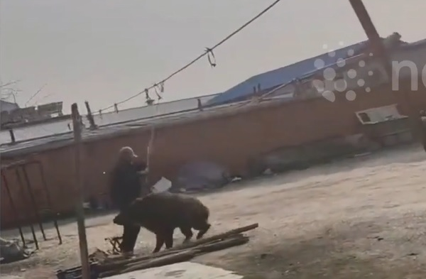 Con lợn rừng hung hãn lao tới cắn ông, buộc ông phải dùng một cây gậy để tự vệ. Mặc dù người đàn ông đã cố gắng chống trả, con lợn rừng không hề sợ hãi và tiếp tục tấn công. Cuối cùng, con vật đã bỏ chạy khỏi hiện trường nhưng sau đó bị bắn chết. (Ảnh: Người đưa tin)