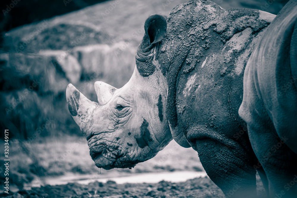 Tê giác trắng phương Bắc là một biểu tượng sống của cuộc chiến chống lại sự tuyệt chủng. Những nỗ lực không ngừng của các nhà khoa học và cộng đồng bảo tồn quốc tế thể hiện quyết tâm và hy vọng của nhân loại trong việc bảo vệ những sinh vật quý giá trên Trái Đất. Trong bối cảnh đa dạng sinh học bị đe dọa nghiêm trọng, câu chuyện của tê giác trắng phương Bắc là lời nhắc nhở mạnh mẽ về trách nhiệm của chúng ta trong việc bảo vệ và gìn giữ thiên nhiên cho các thế hệ tương lai.(Ảnh:Adobe Stock)