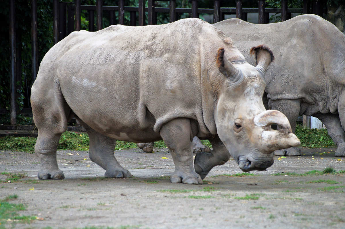 Theo Tổ chức Save the Rhino, vào cuối thập niên 1960, có khoảng 2.360 con tê giác trắng phương Bắc tồn tại. Nhưng đến năm 1984, con số này giảm chỉ còn khoảng 15 cá thể. Con đực cuối cùng đã qua đời vào năm 2018, khiến loài này rơi vào diện bị đe dọa nghiêm trọng theo Liên minh Bảo tồn Thiên nhiên Quốc tế (IUCN).(Ảnh:BioLib)